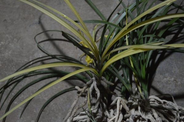 我的艺术成长经历三年级,我的艺术成长足迹照片