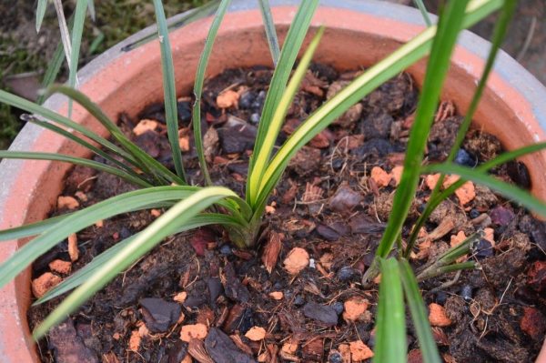 我的艺术成长经历三年级,我的艺术成长足迹照片