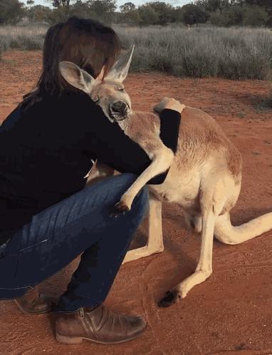 最懂得感恩的袋鼠，十年来每天拥抱救命恩人！袋鼠界的一股清流