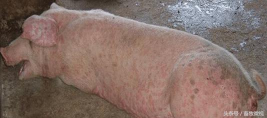 中猪上吐下泻打什么药,猪下泻是怎么回事