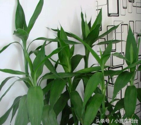 富贵竹发黄了怎么办才能救活,富贵竹叶子发黄长了根怎么救