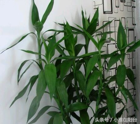 富贵竹发黄了怎么办才能救活,富贵竹叶子发黄长了根怎么救