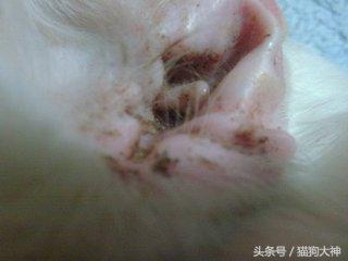 绝对干货，兽医院要失业了，教你只需几块钱，轻松清理干净猫耳朵