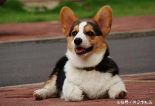 柯基拉黑屎拉稀是咋回事,柯基拉黑稀便怎么回事