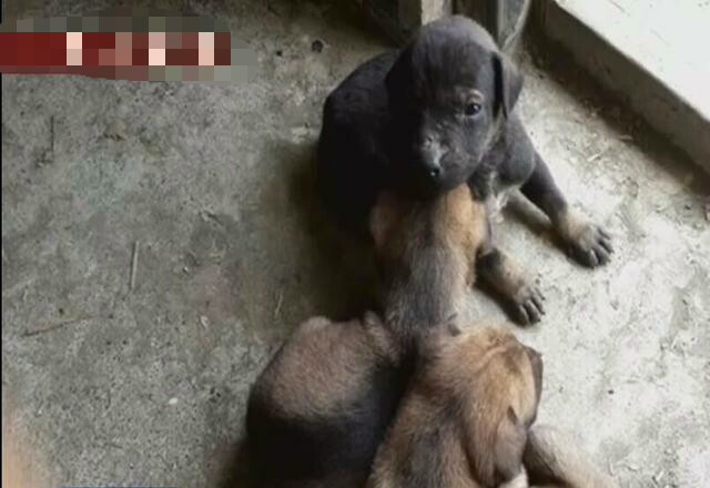 母狗被铁链锁喉，奶水不够，3只小狗活活饿死！