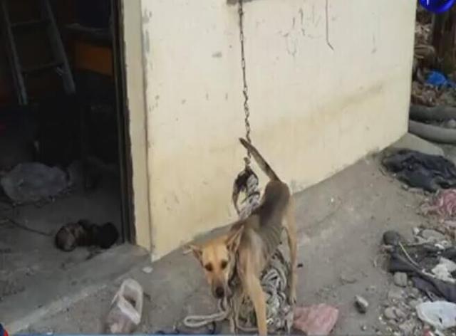 母狗被铁链锁喉，奶水不够，3只小狗活活饿死！