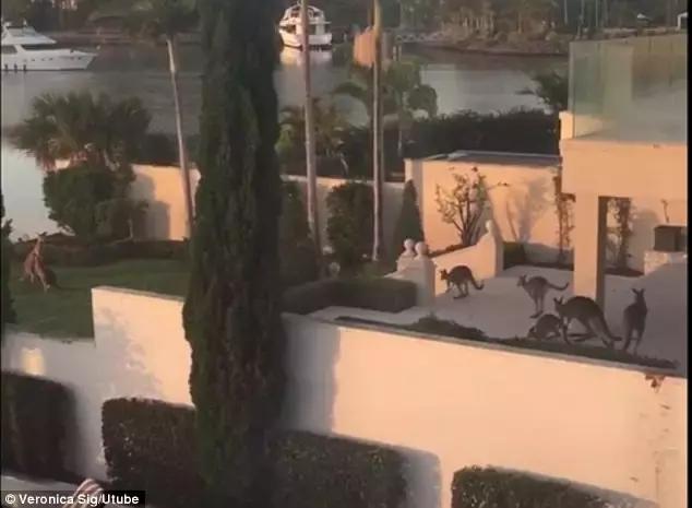 最懂得感恩的袋鼠，十年来每天拥抱救命恩人！袋鼠界的一股清流