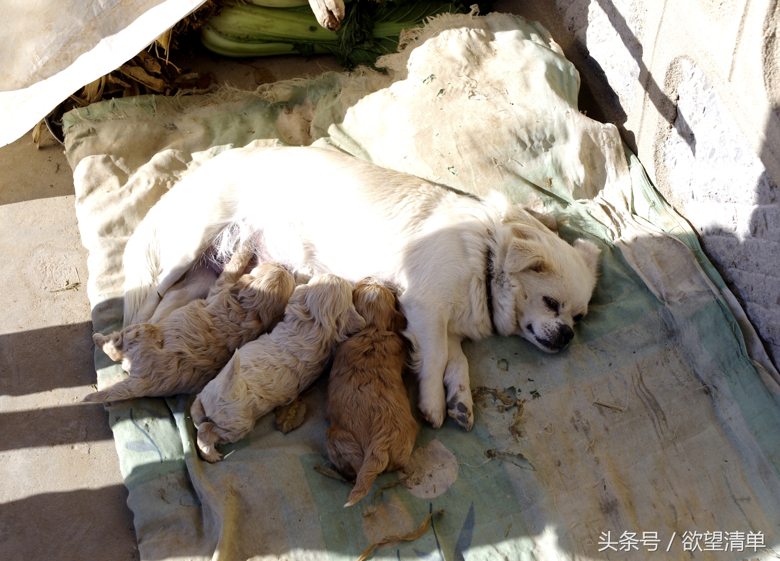 主人给刚出生的小狗喂大鱼吃,狗狗生了一窝小狗给妈妈炖鱼汤