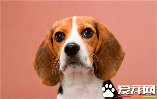 比格犬的生物学特性,比格犬习性