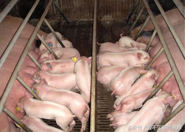 养猪助产技巧,养猪秘籍妊娠母猪怎样饲养好