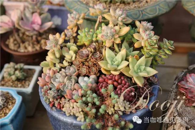 大群老桩秀妍多肉,多肉大群造型图