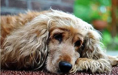 宠物狗病毒性肠炎的治疗,怎样治疗宠物狗肠炎最有效