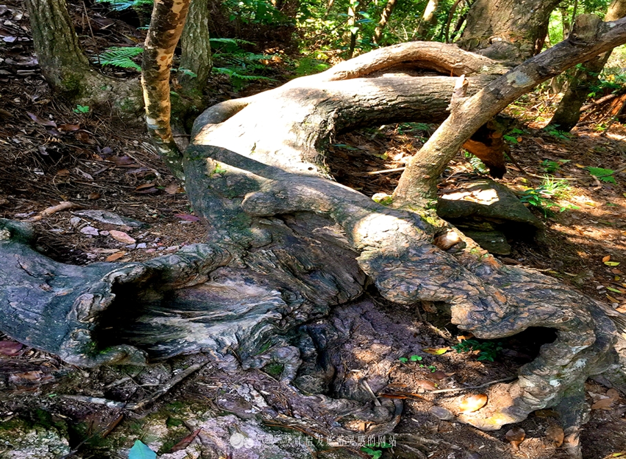 神仙居的风景真的很美,神仙居山水美如画