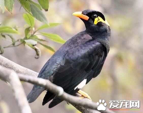 鹩哥日常喂什么,鹩哥鸟最爱吃什么