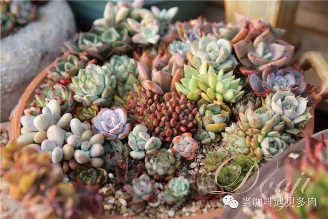 大群老桩秀妍多肉,多肉大群造型图