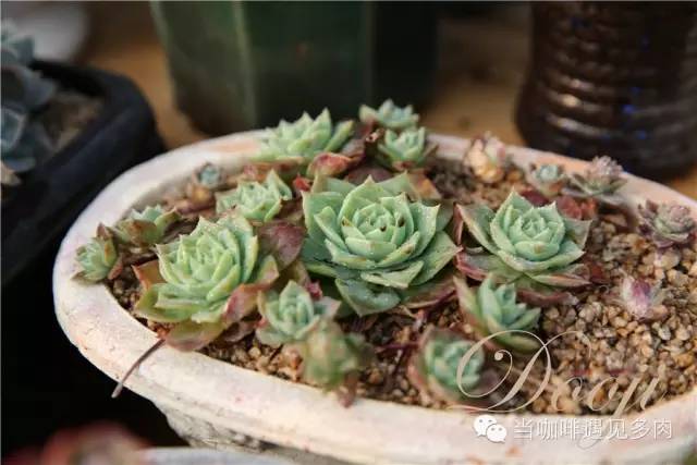 大群老桩秀妍多肉,多肉大群造型图