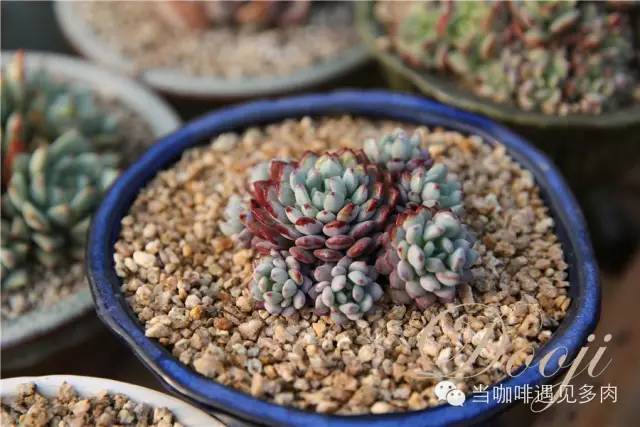 大群老桩秀妍多肉,多肉大群造型图