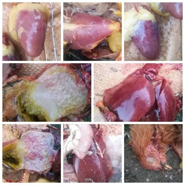 小鸡感觉病了怎么救治,小鸡高发病症状