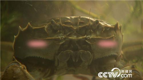 阳澄湖大闸蟹将军养殖基地,阳澄湖唯一的养蟹状元