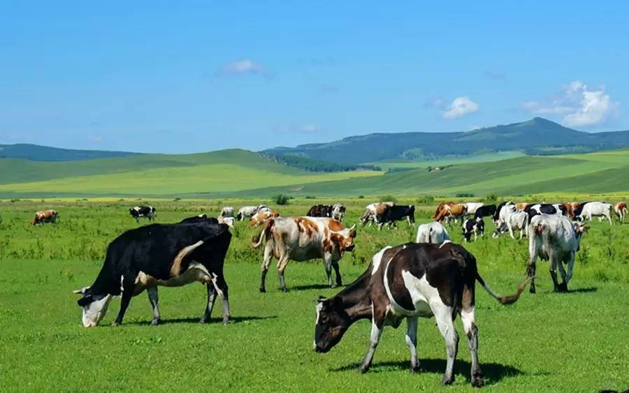 养牛大户致富模式视频,养牛专家养牛大户