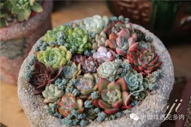 大群老桩秀妍多肉,多肉大群造型图