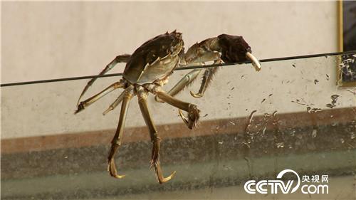 阳澄湖大闸蟹将军养殖基地,阳澄湖唯一的养蟹状元