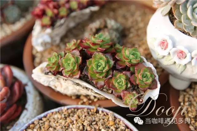 大群老桩秀妍多肉,多肉大群造型图