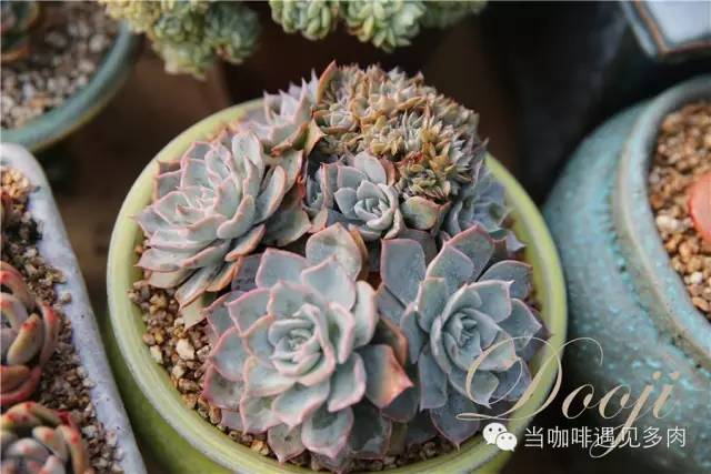 大群老桩秀妍多肉,多肉大群造型图
