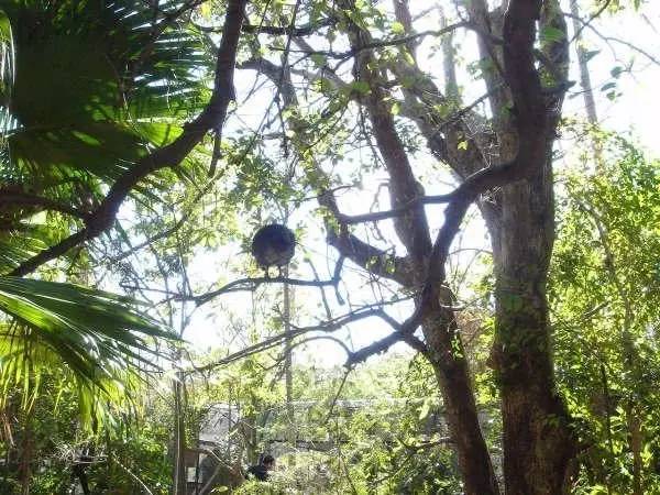 感恩节趣闻盘点｜啥，火鸡差点成了美国国鸟？