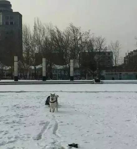 狗狗看雪需要关注什么,下雪天狗狗应该关注什么