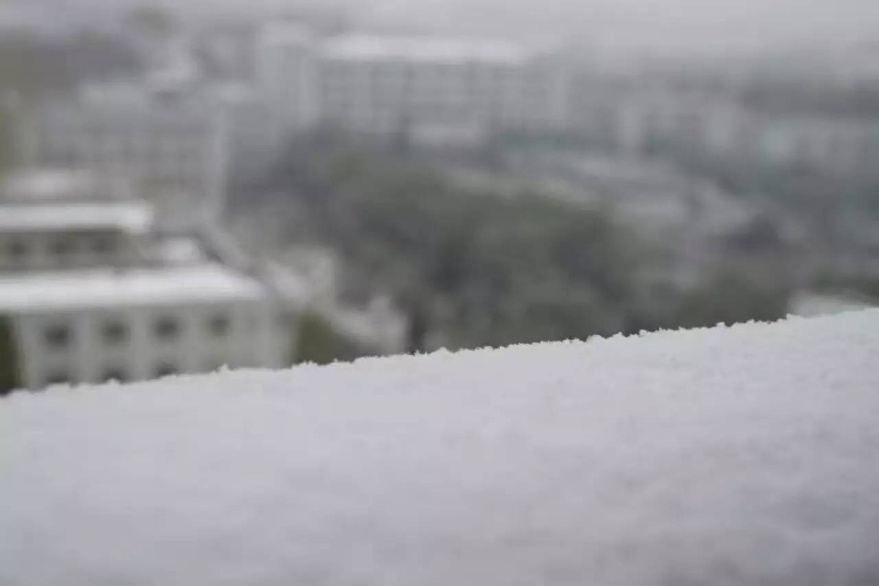 狗狗看雪需要关注什么,下雪天狗狗应该关注什么