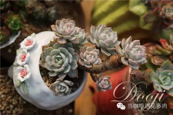大群老桩秀妍多肉,多肉大群造型图
