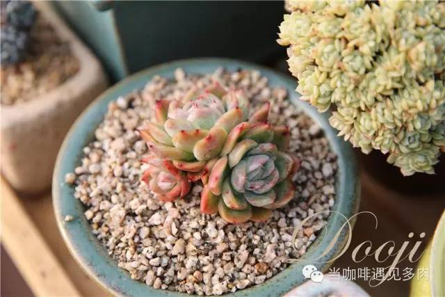 大群老桩秀妍多肉,多肉大群造型图