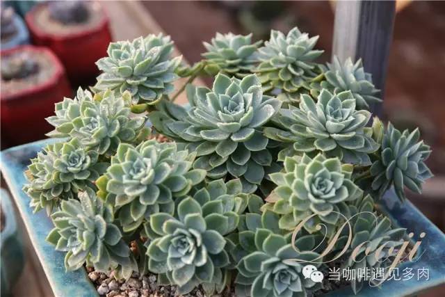 大群老桩秀妍多肉,多肉大群造型图