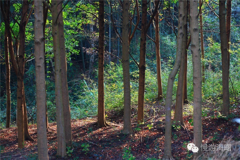 海曙附近的古道,海曙区十大古道