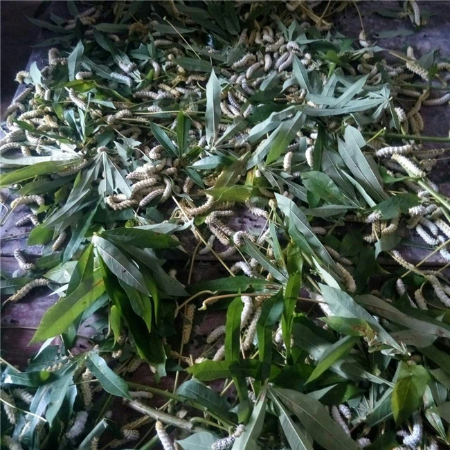 蚕宝宝突然变成黄色而且身上很多,蚕宝宝变成飞蛾吃不吃桑叶