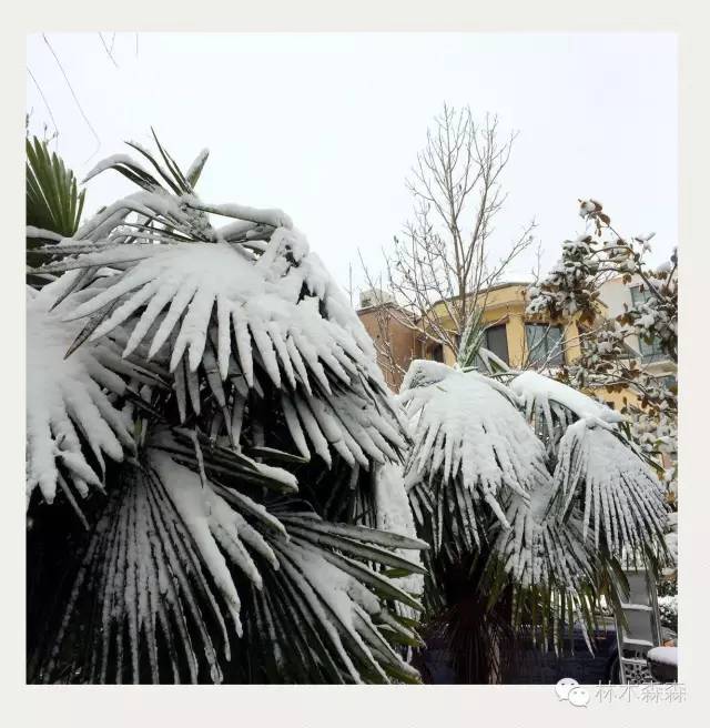 生在淮北，剩在上海