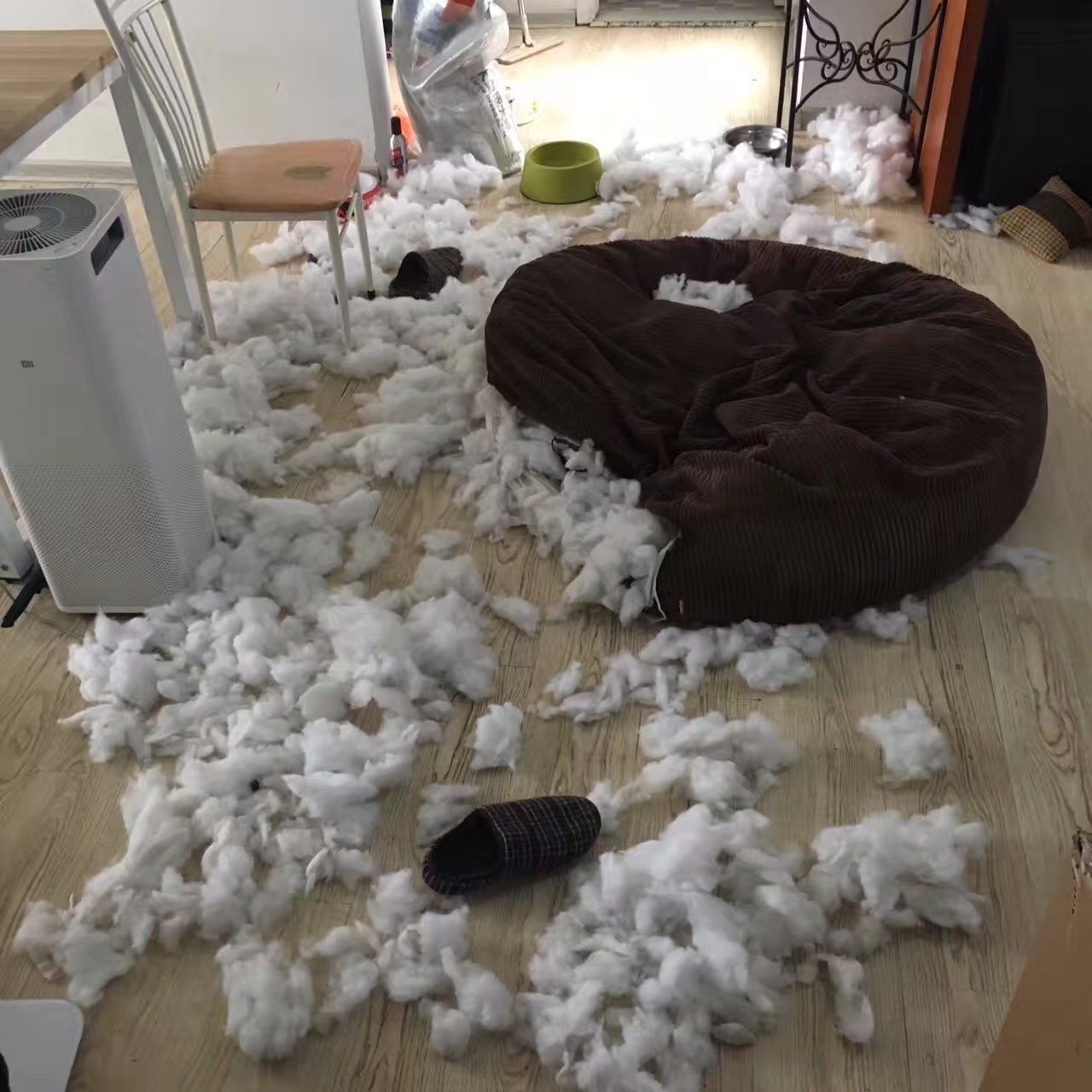 狗狗看雪需要关注什么,下雪天狗狗应该关注什么