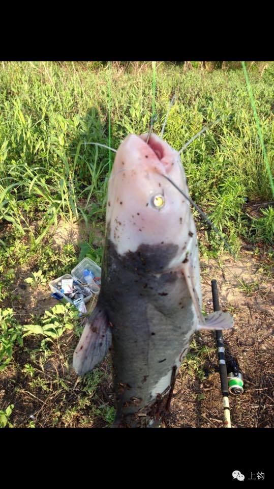 钓手钓上一条鲶鱼，网友说这是荷兰乳牛的变种