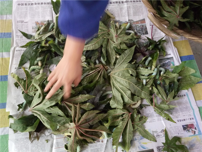 蚕宝宝突然变成黄色而且身上很多,蚕宝宝变成飞蛾吃不吃桑叶