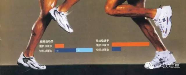 瘦子徒手锻炼能增重吗,徒手训练如何增重