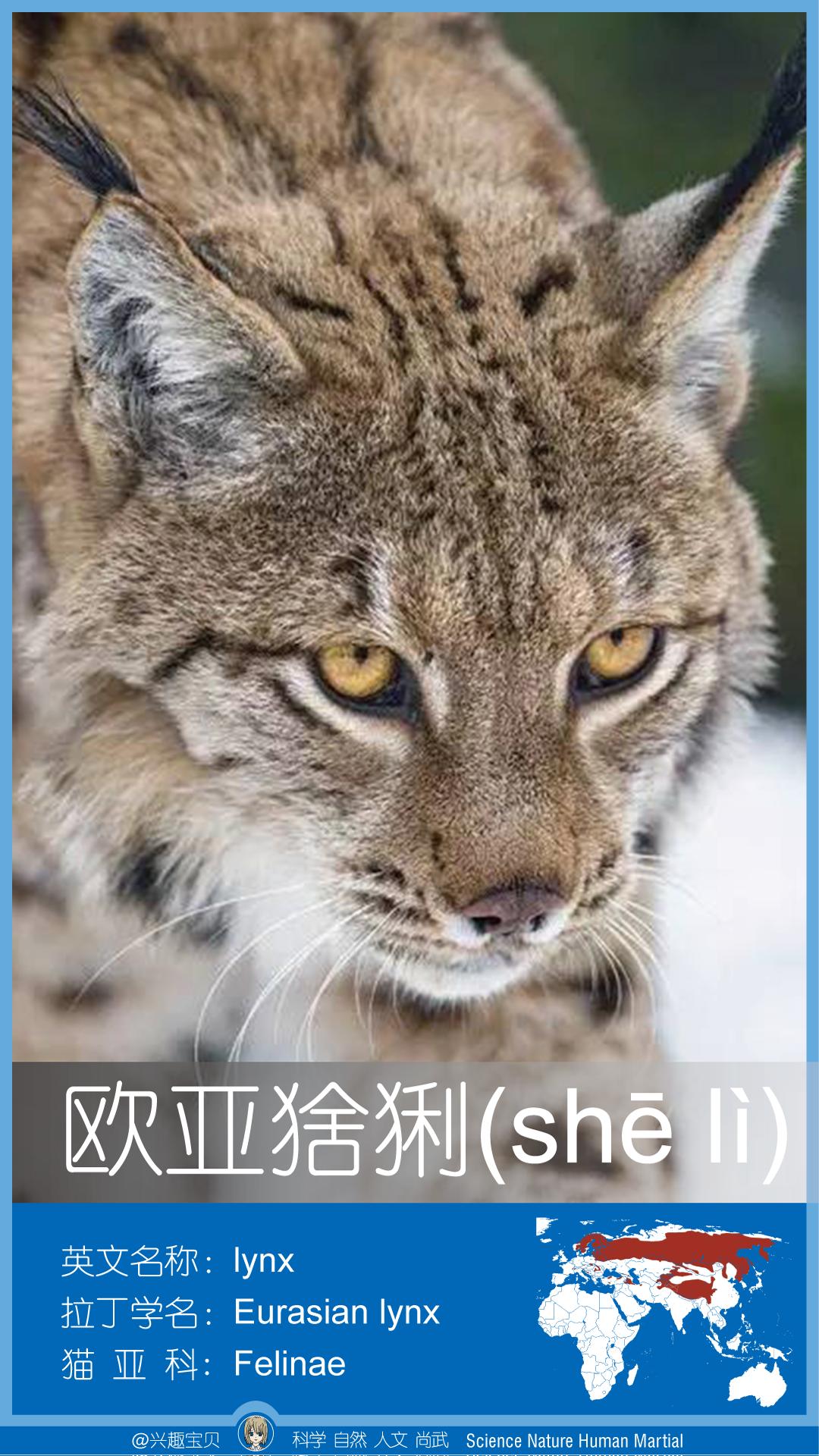 所有36种猫科动物排行,兴趣宝贝21期