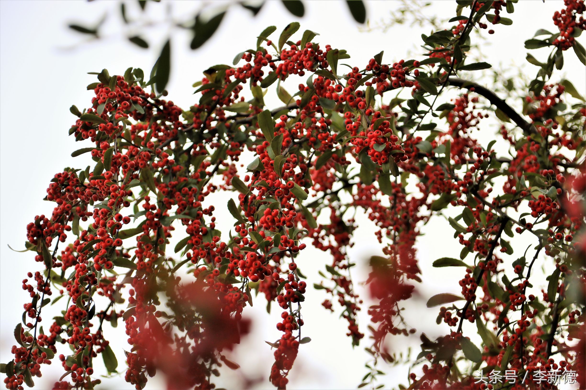 佳能18-200与腾龙16-300画质比较,佳能80d18-135跟腾龙18-200哪个好