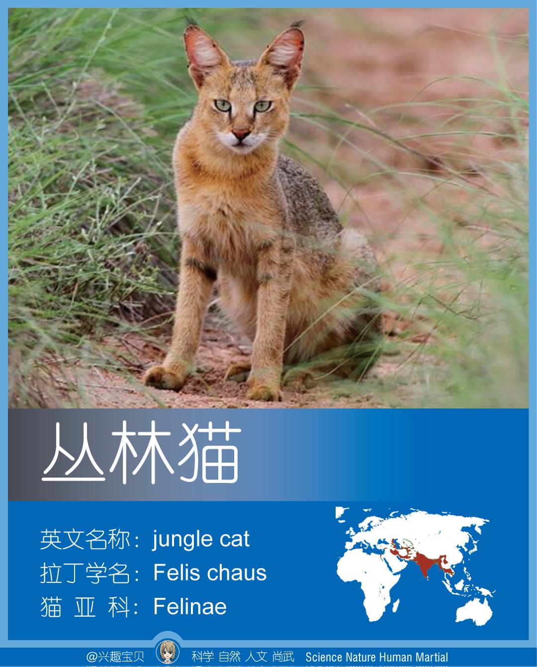 所有36种猫科动物排行,兴趣宝贝21期