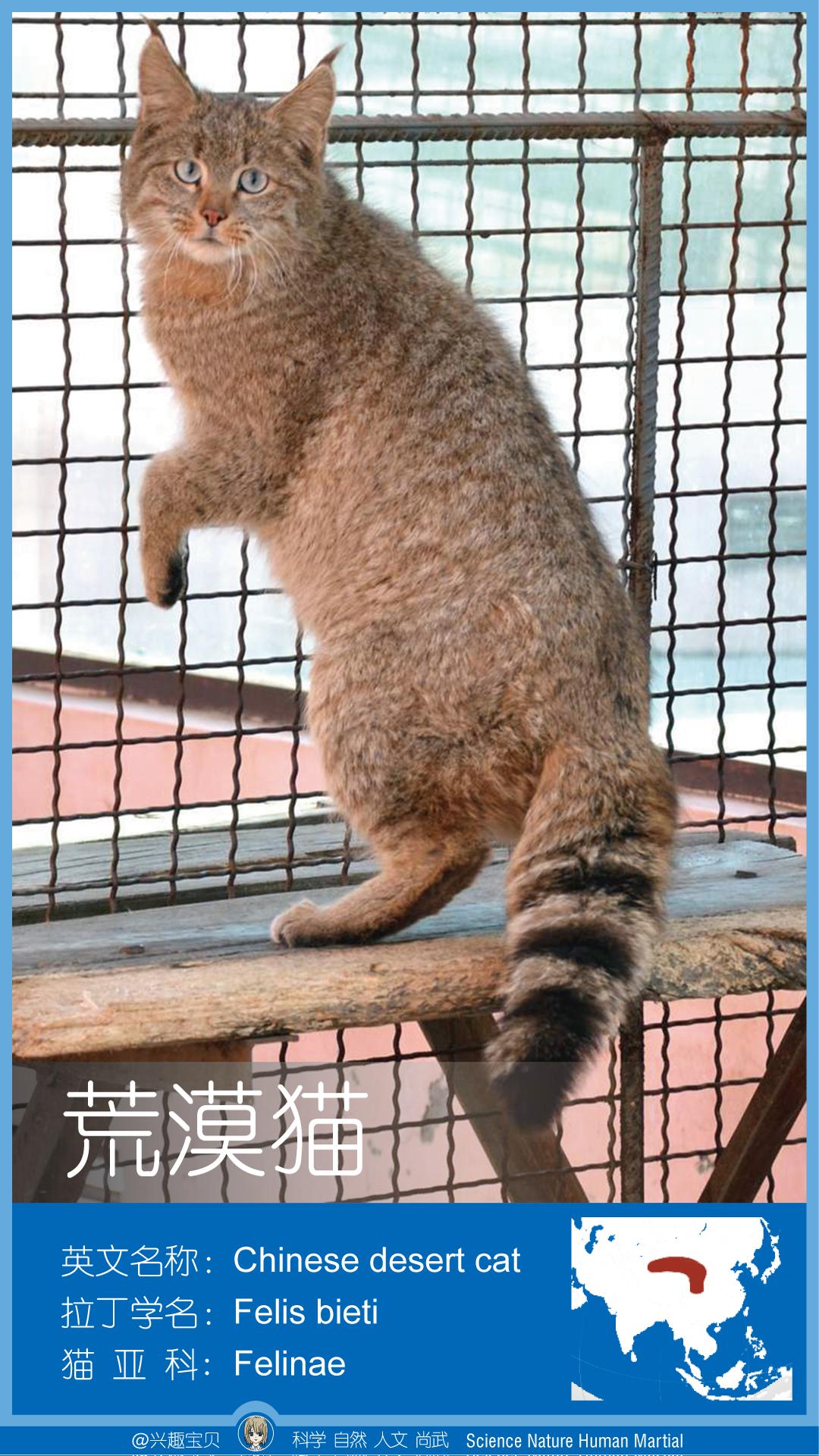 所有36种猫科动物排行,兴趣宝贝21期