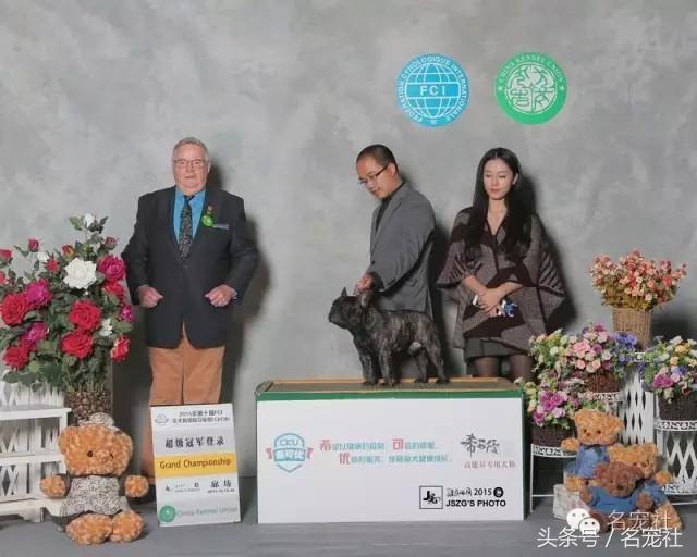 国内知名英国斗牛犬犬舍名单,法国斗牛犬犬舍视频