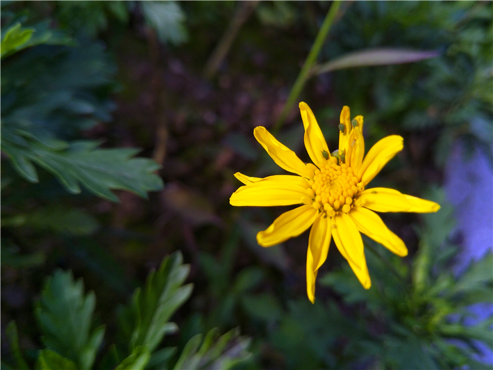 oppor9s的缺点和不够,oppor9s缺点和不够