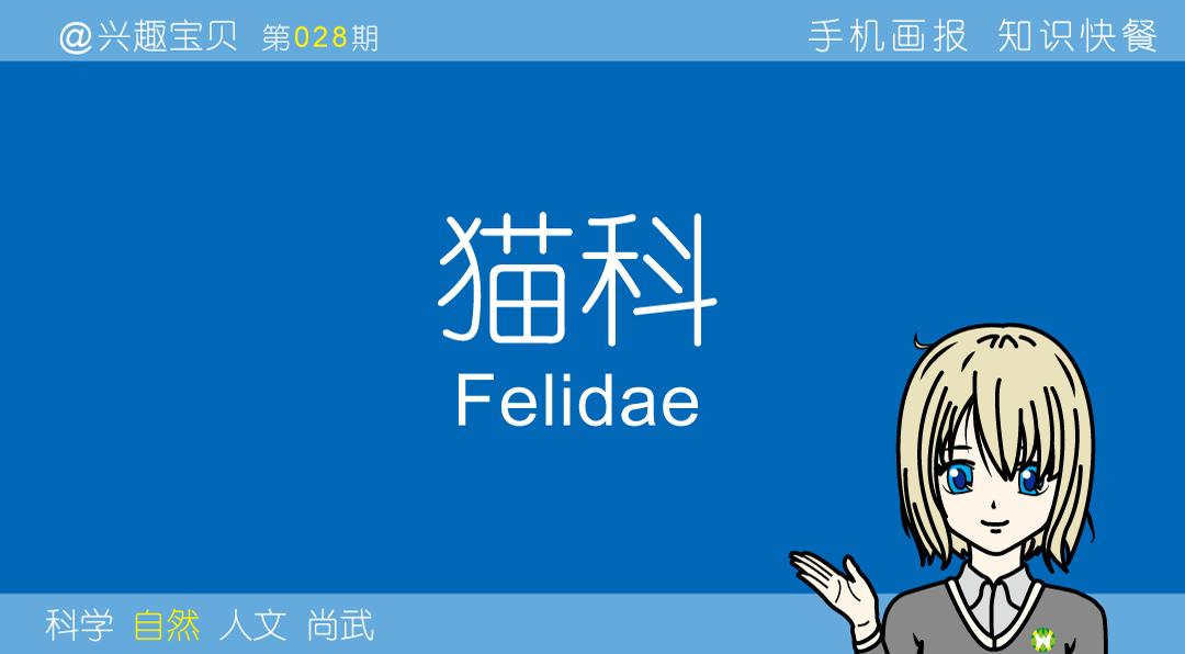 所有36种猫科动物排行,兴趣宝贝21期