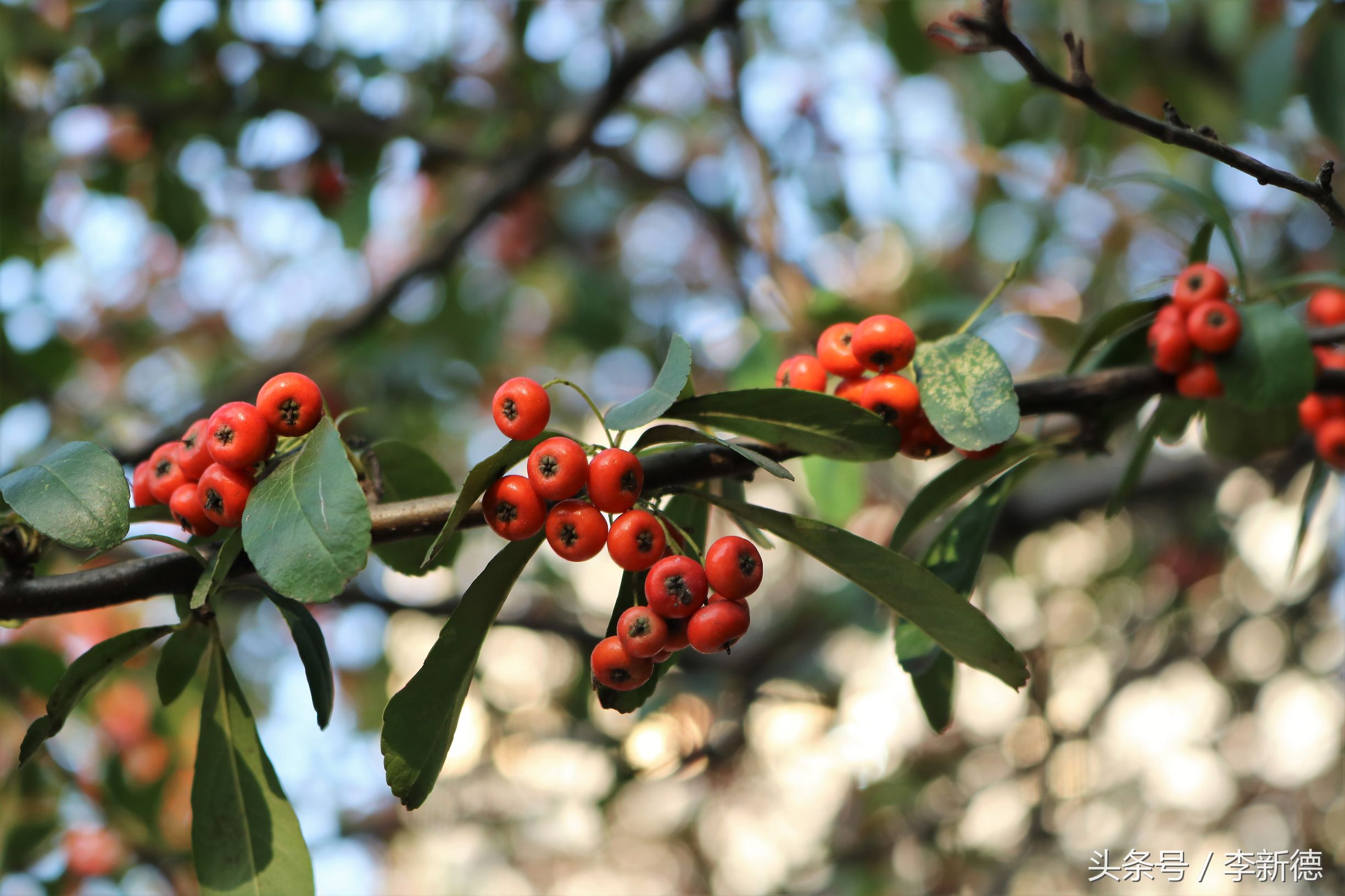 佳能18-200与腾龙16-300画质比较,佳能80d18-135跟腾龙18-200哪个好
