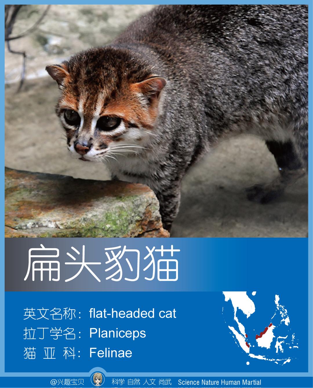 所有36种猫科动物排行,兴趣宝贝21期